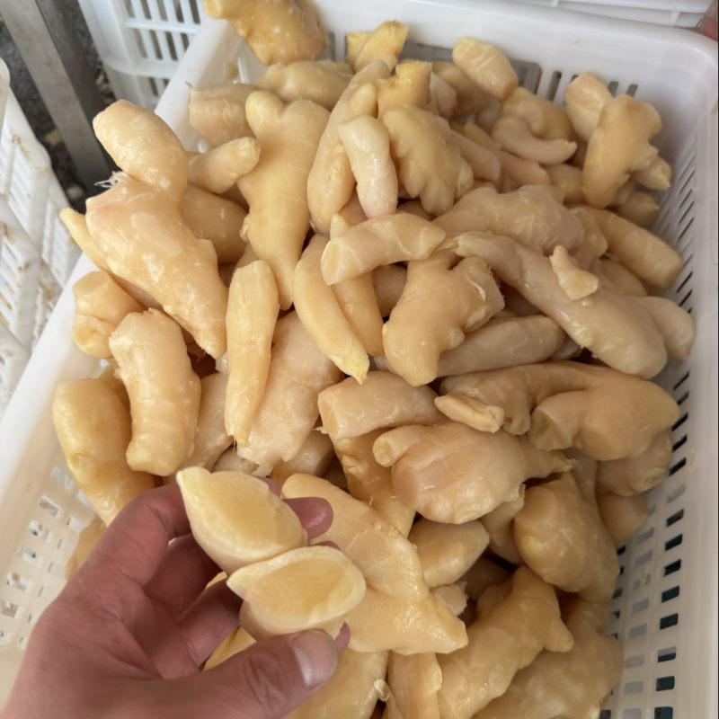 前期嫩姜
