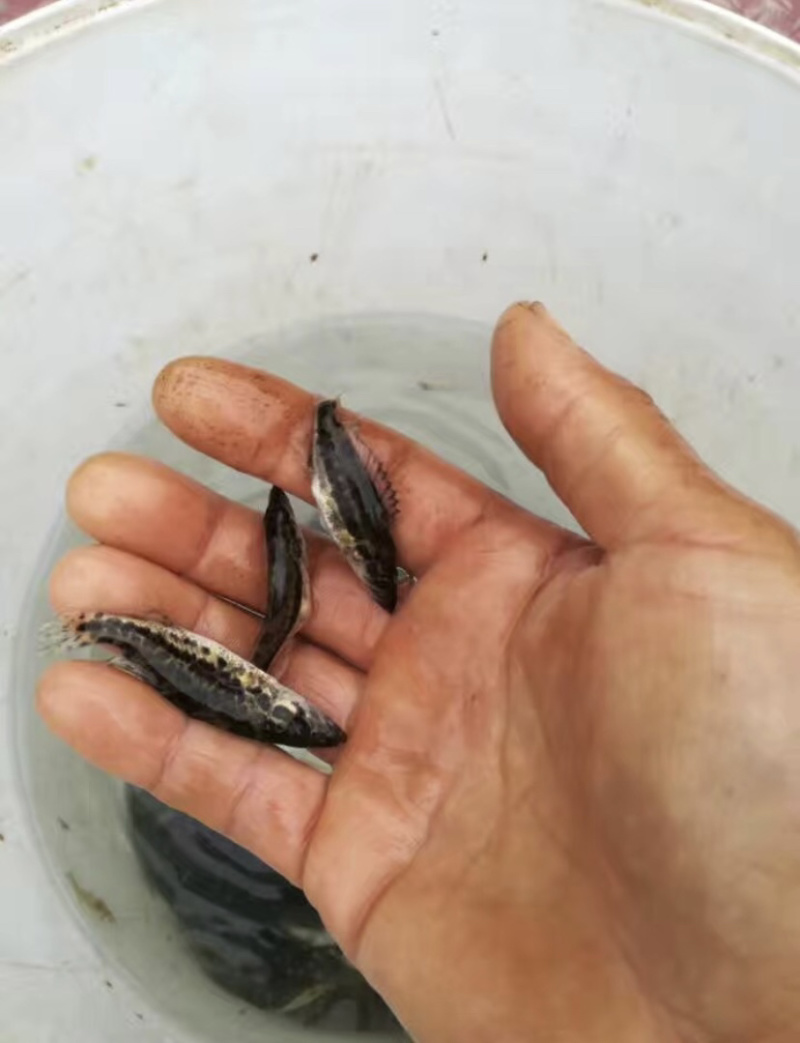 斑鳜鱼苗基地直供斑鳜鱼苗全程养殖技术支持