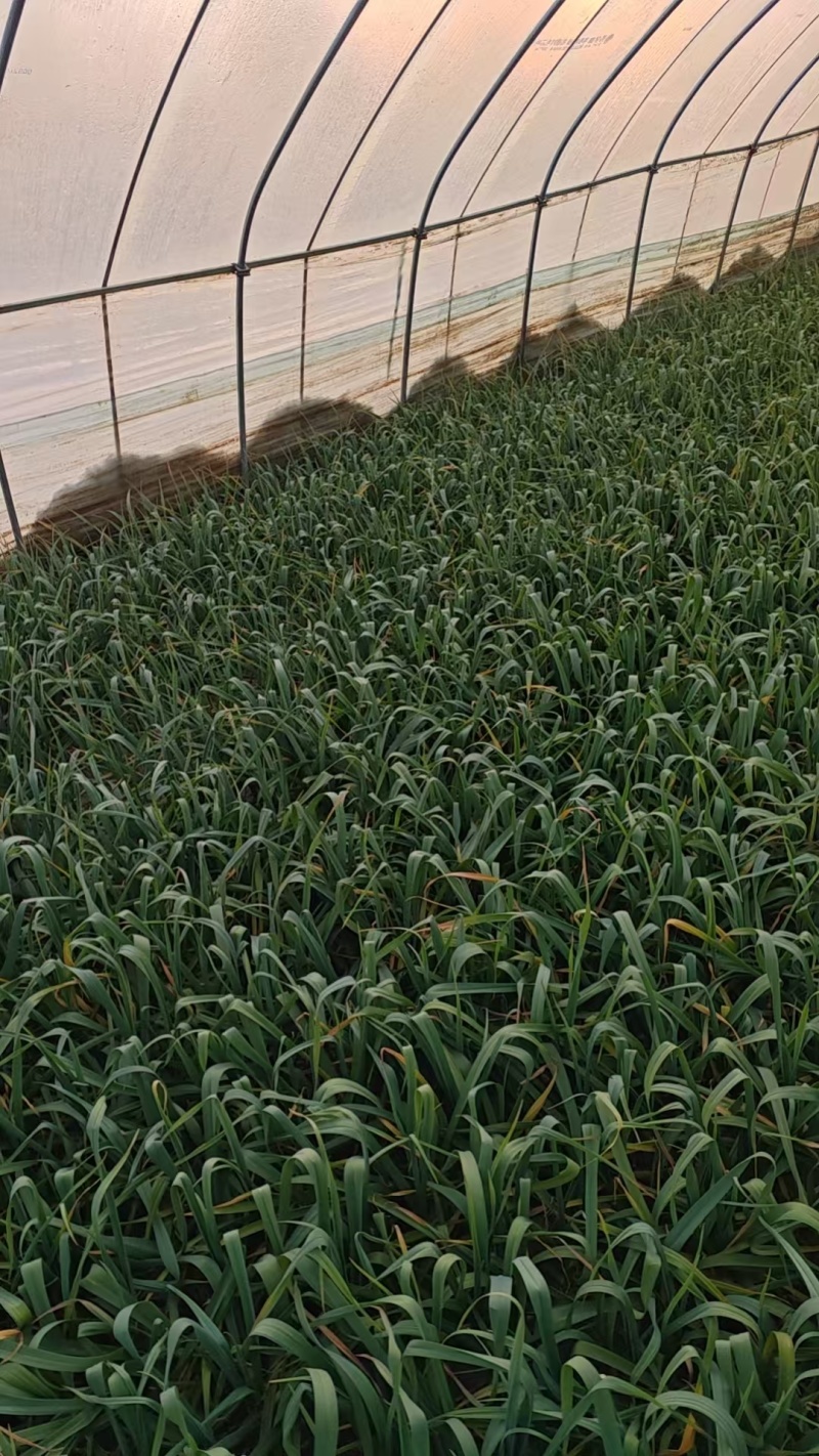 精品红根蒜苗产地直供大量有货质量保证一手货源价格合理