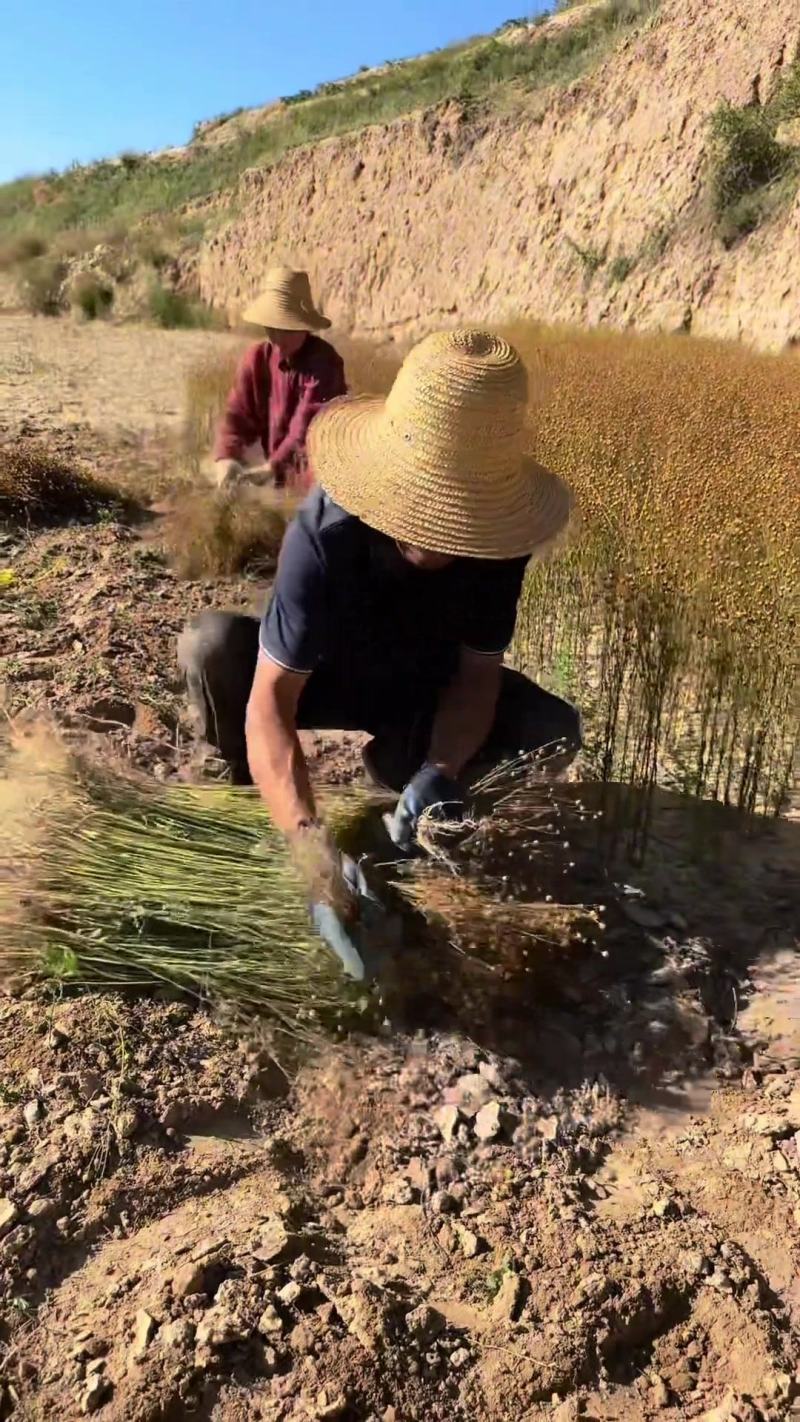 甘肃旱地胡麻油