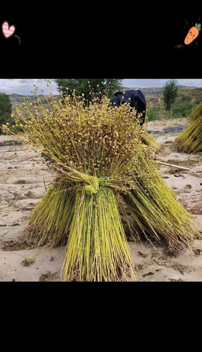 甘肃旱地胡麻油