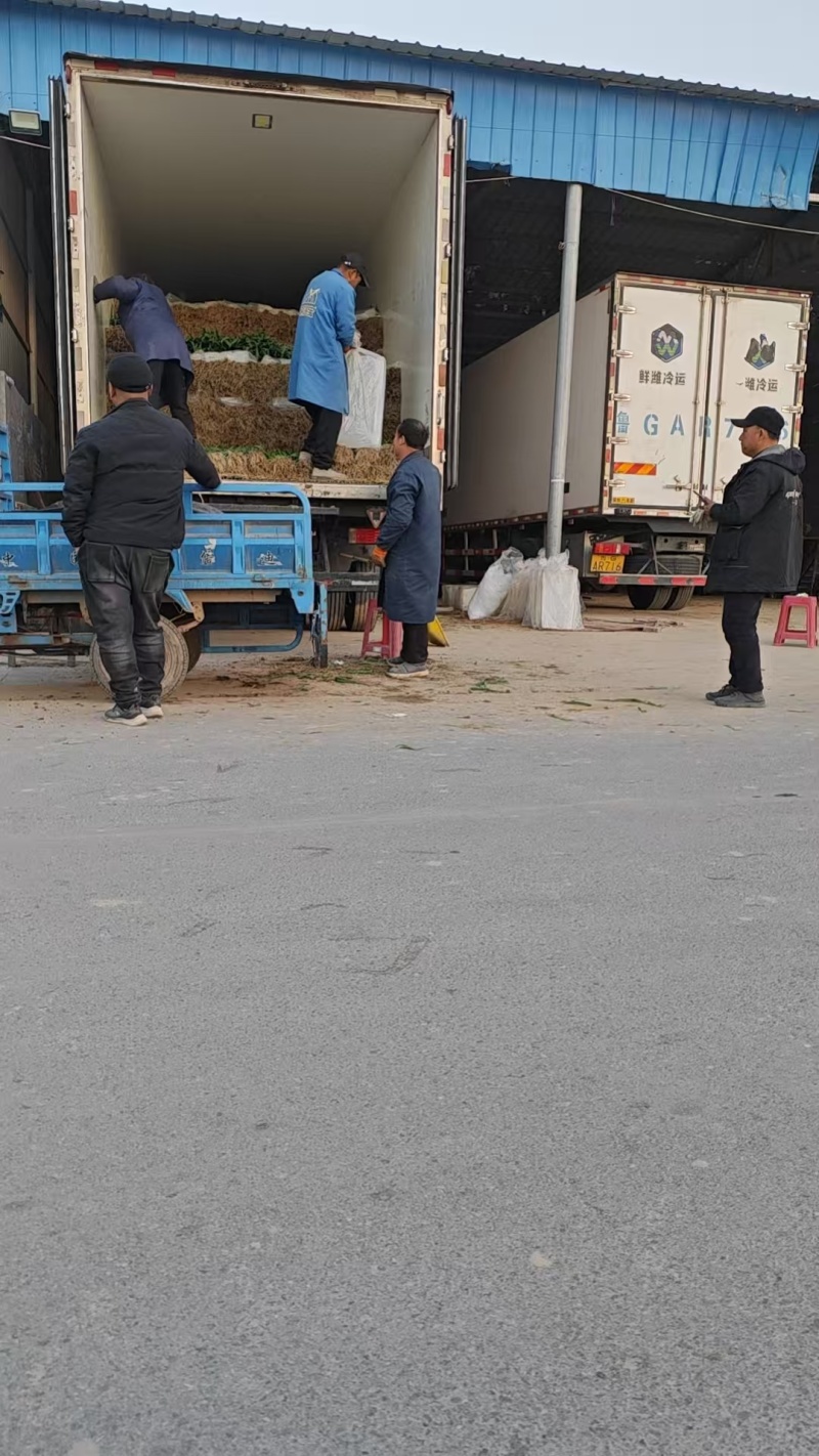 金乡红根蒜苗，金乡蒜苗质量保证一手货源对接超市批发市场