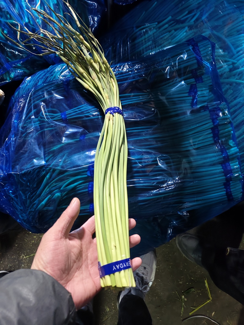 【精品】蒜苔(白帽、红帽）冷库直销.货源充足.随到随装