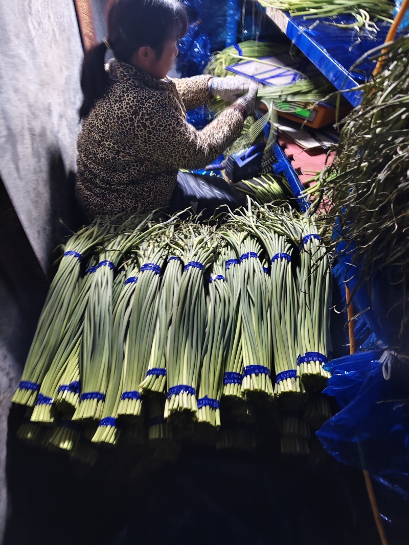 【精品】蒜苔(白帽、红帽）冷库直销.货源充足.随到随装
