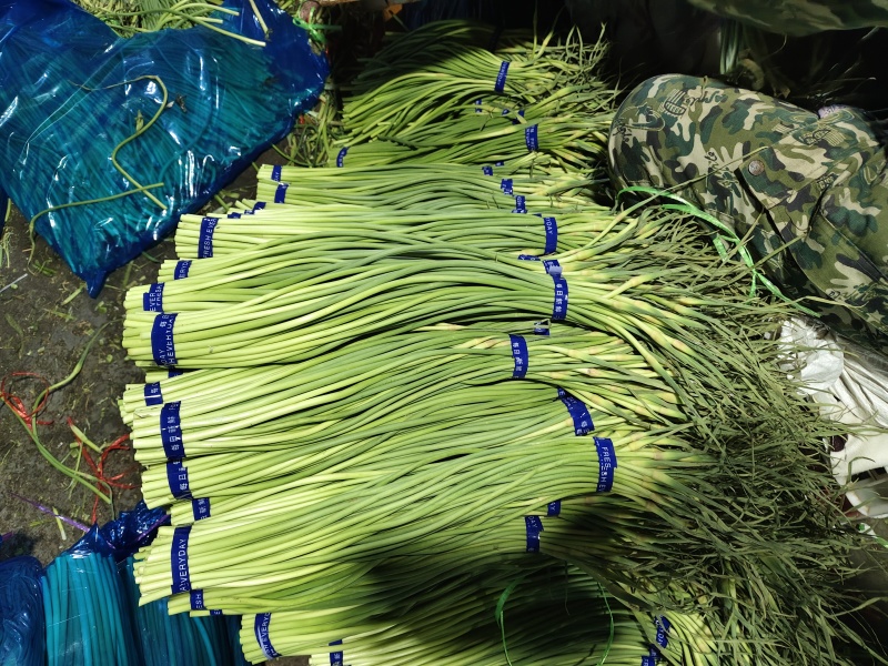 【精品】蒜苔(白帽、红帽）冷库直销.货源充足.随到随装