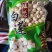 连子