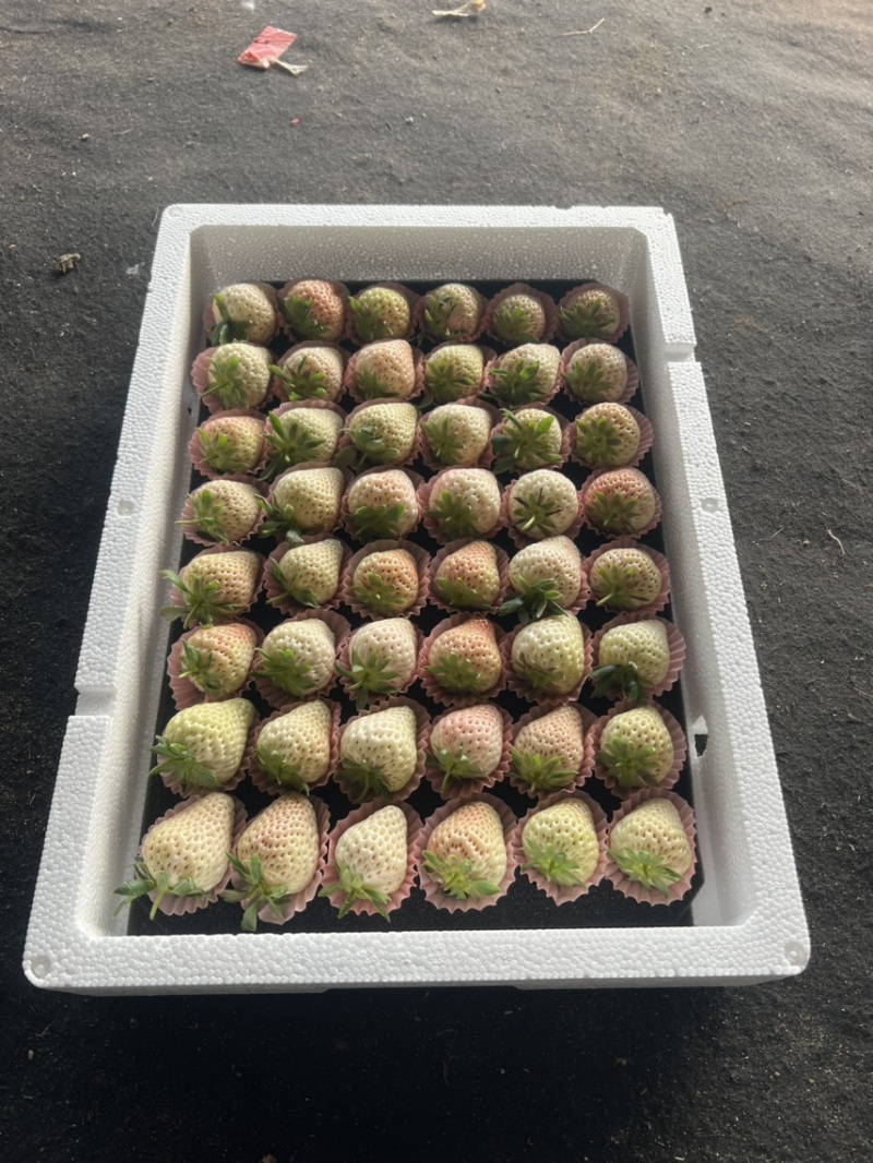 淡雪草莓山东草莓货源充足基地直供品质好欢迎联系