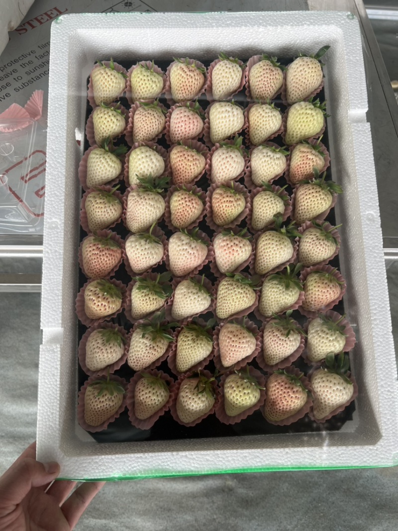 淡雪草莓山东草莓货源充足基地直供品质好欢迎联系