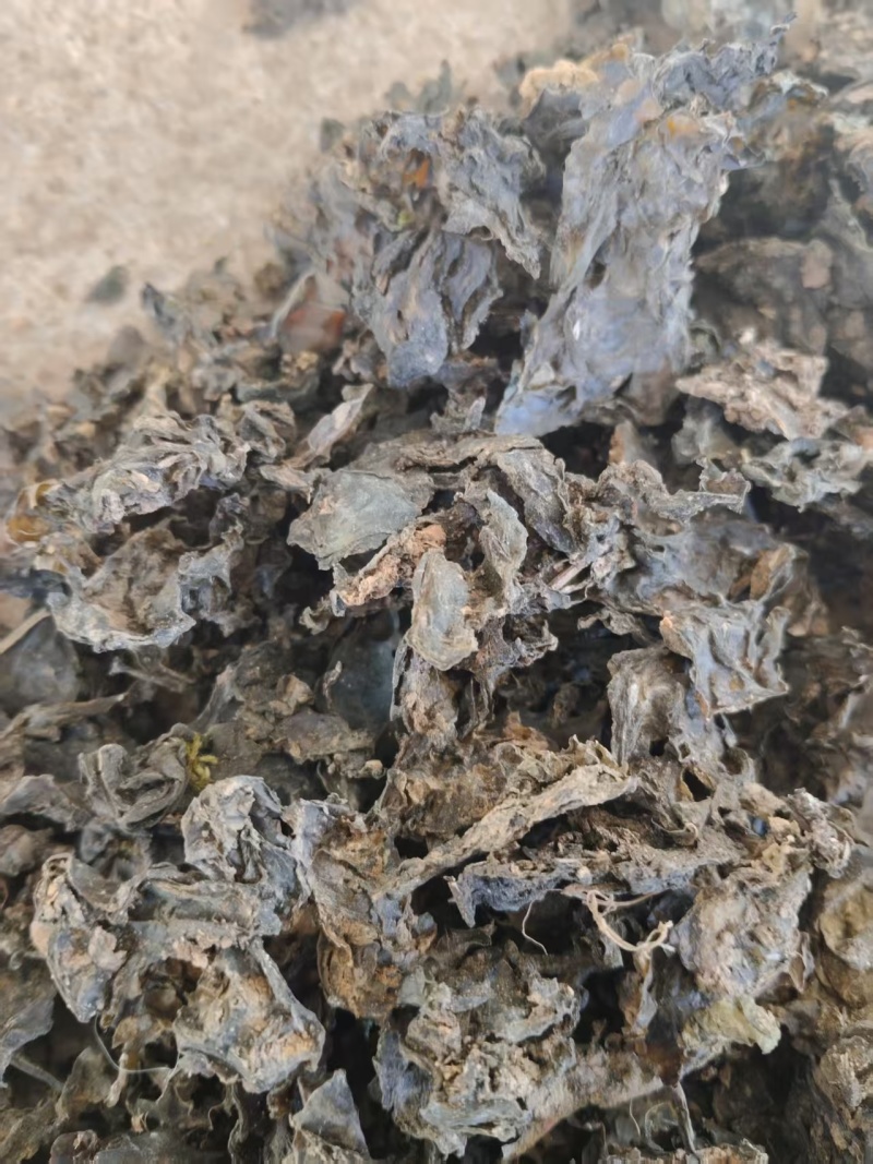 地皮菜，野生地皮菜大量供应。电商货。水洗货。