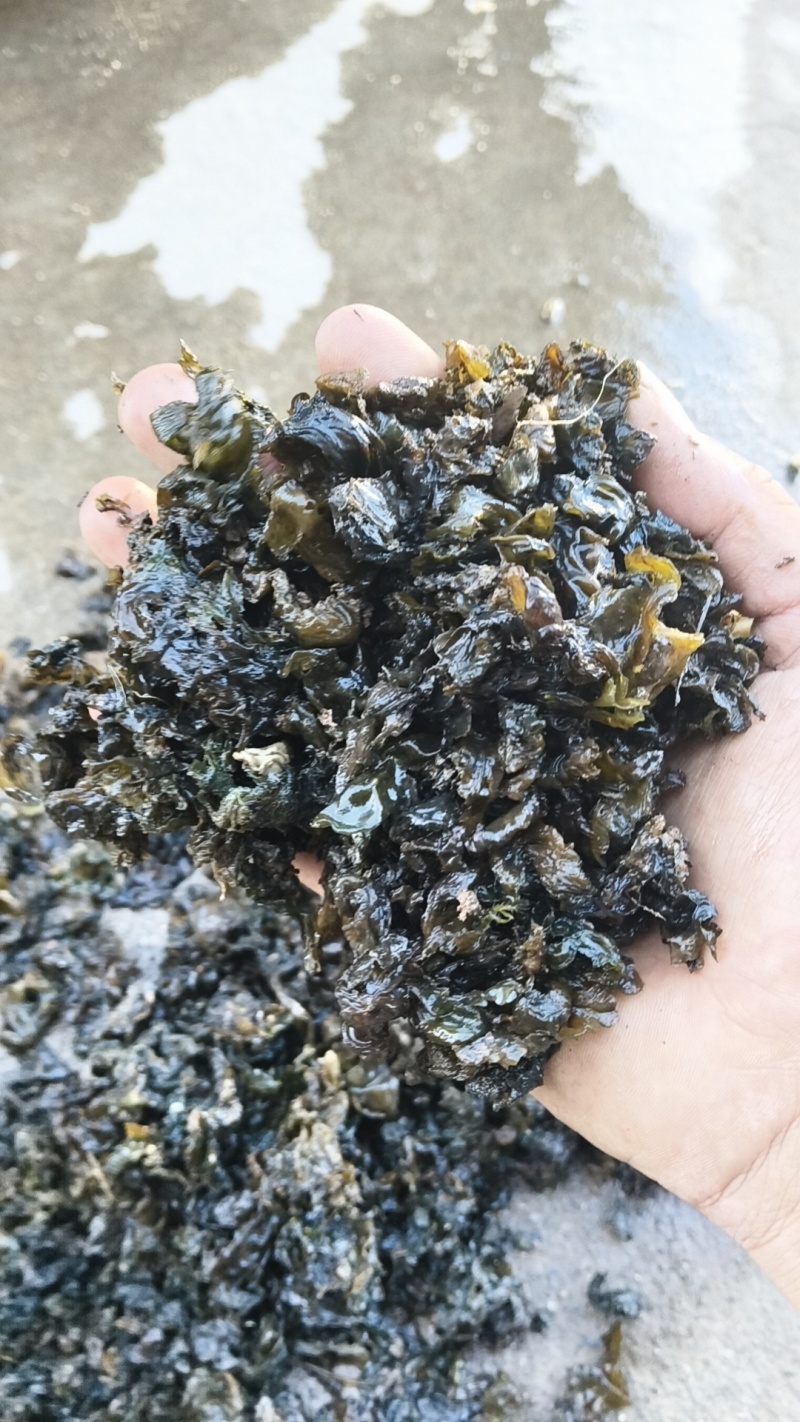 地皮菜，野生地皮菜大量供应。电商货。水洗货。