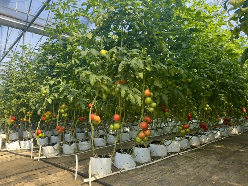 西红柿大红硬果，大棚无土栽培，自产自销，品质保障。