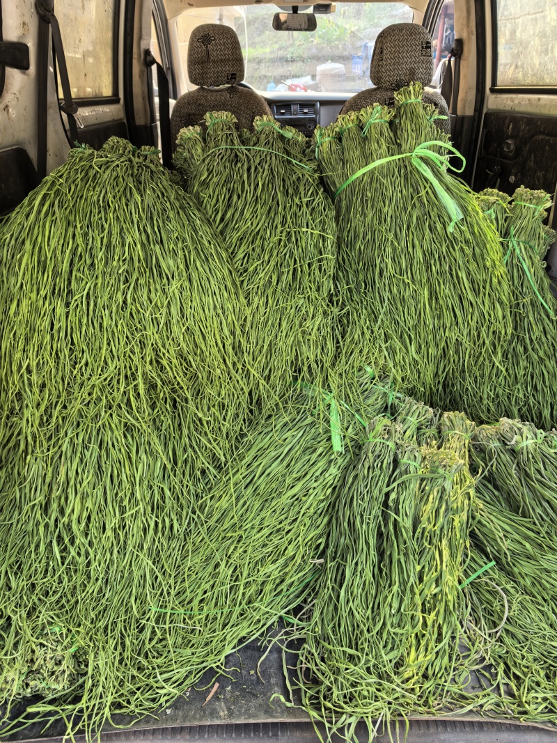 云南精品贡菜，产地直发。