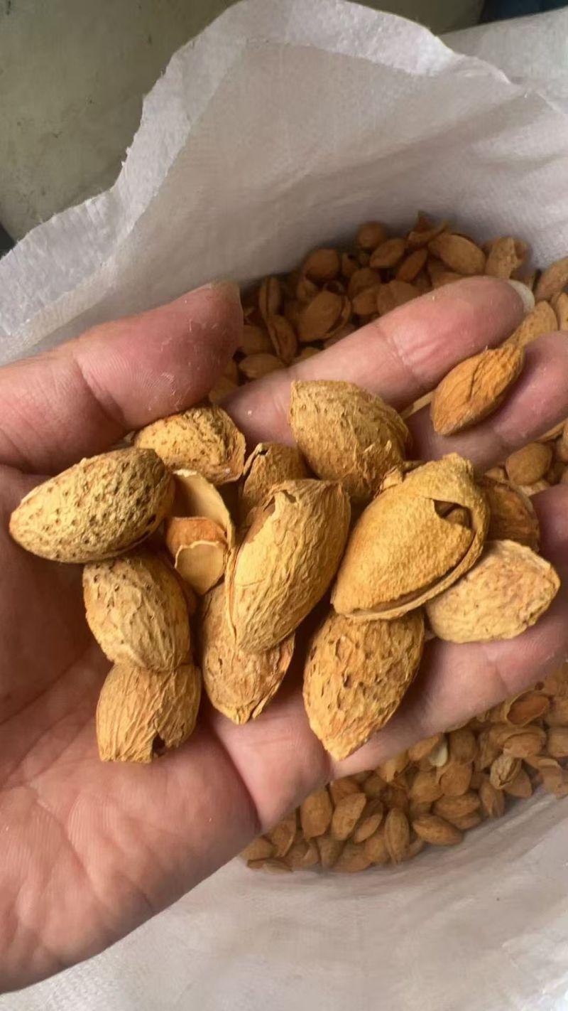 薄皮巴旦木大量批发