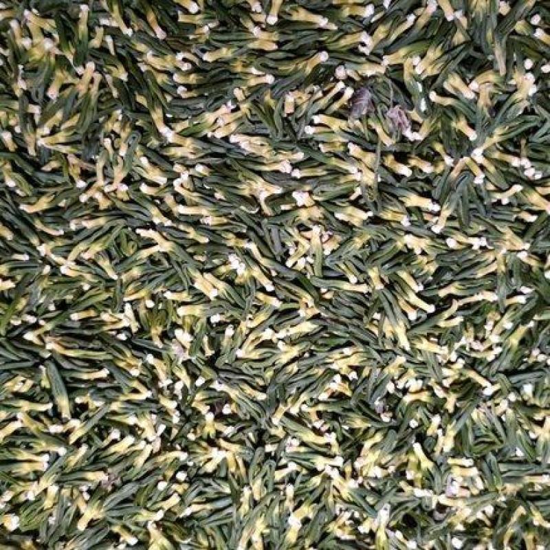 莲子芯江西基地直供，品质保证一手货源，量大从优代发全国