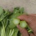白菜苔（未使用农药）