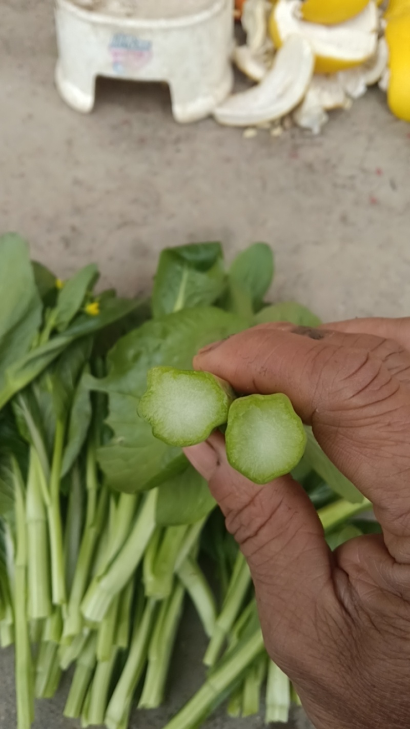 白菜苔（未使用农药）