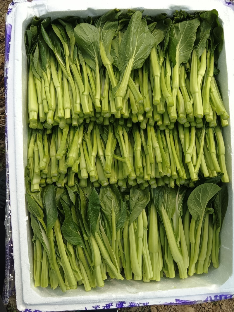 白菜苔（未使用农药）