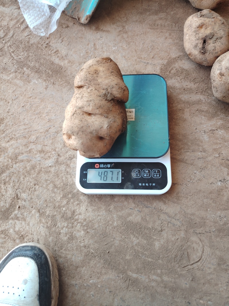 贵州威宁老黄心土豆产地直销
