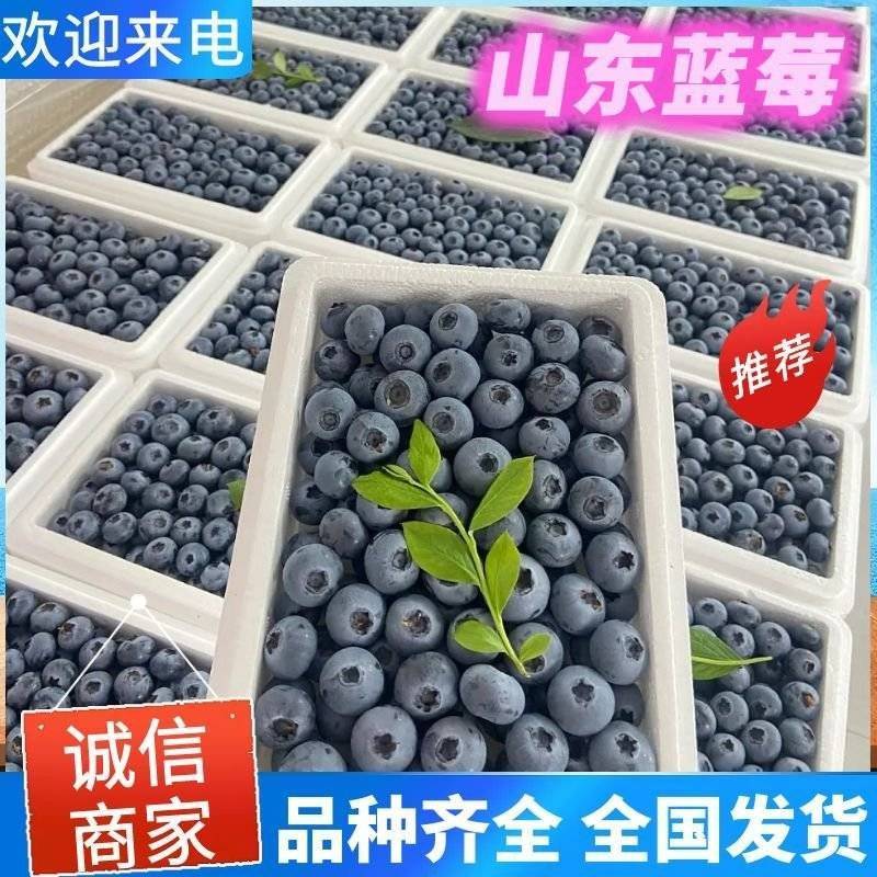 【莒县蓝莓】L25蓝莓基地现摘/全国发货/欢迎来电洽谈