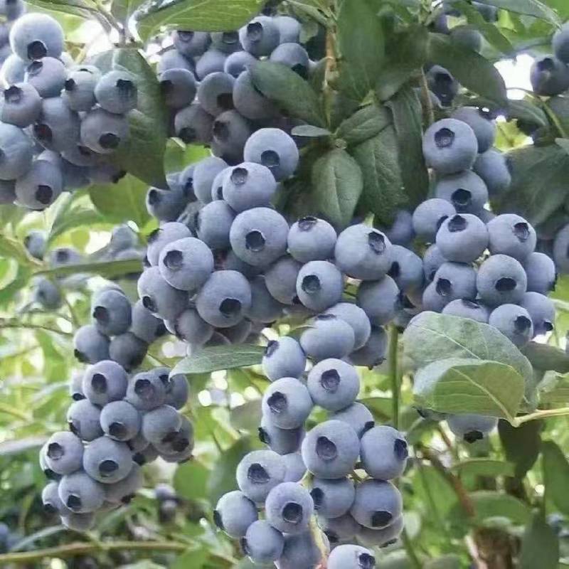 【莒县蓝莓】L25蓝莓基地现摘/全国发货/欢迎来电洽谈