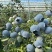 【莒县蓝莓】L25蓝莓基地现摘/全国发货/欢迎来电洽谈