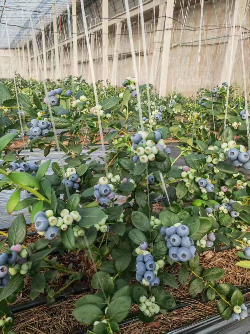 【莒县蓝莓】L25蓝莓基地现摘/全国发货/欢迎来电洽谈
