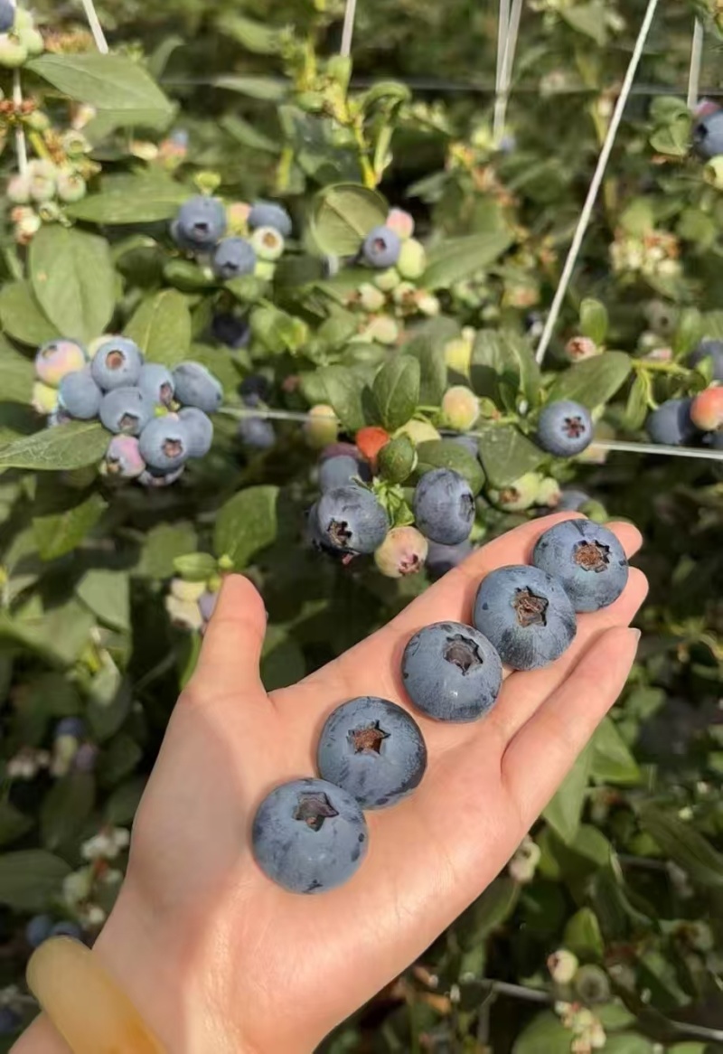 【莒县蓝莓】L25蓝莓基地现摘/全国发货/欢迎来电洽谈