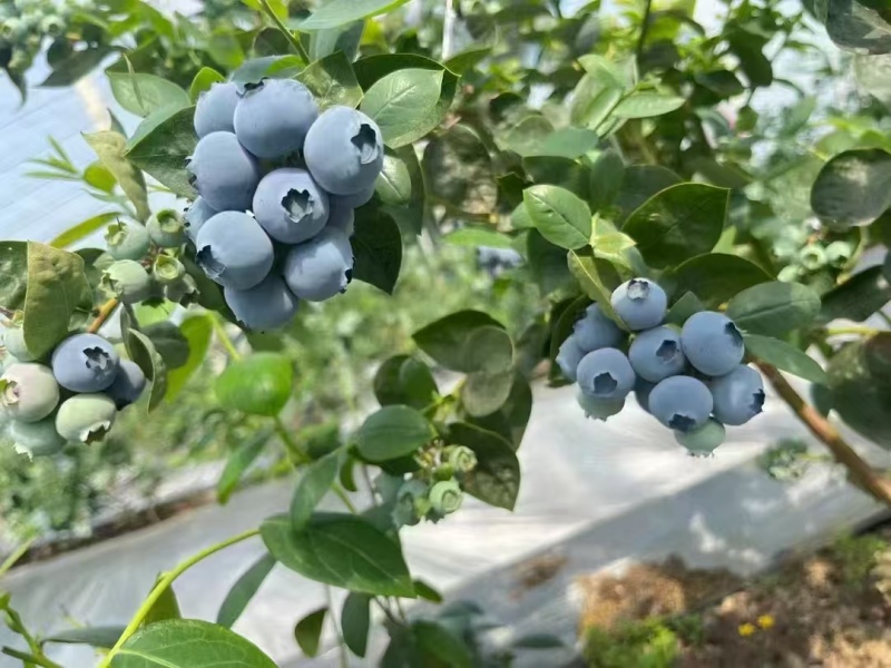 【莒县蓝莓】L25蓝莓基地现摘/全国发货/欢迎来电洽谈