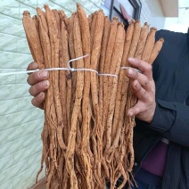 贵州威宁鲜党参，自产自销，产地现挖食用煲汤补品