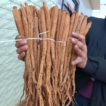 贵州威宁鲜党参，自产自销，产地现挖食用煲汤补品