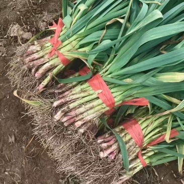 红根蒜苗大棚