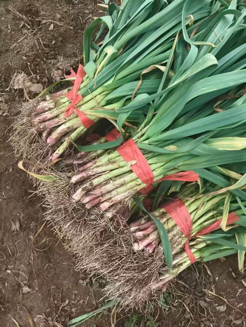 红根蒜苗大棚