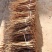 贵州威宁黄党
