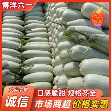 博洋六一甜瓜面积大，货量充足，上货快，服务好