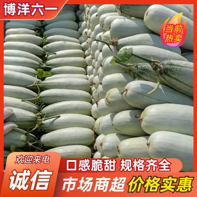 博洋六一甜瓜面积大，货量充足，上货快，服务好