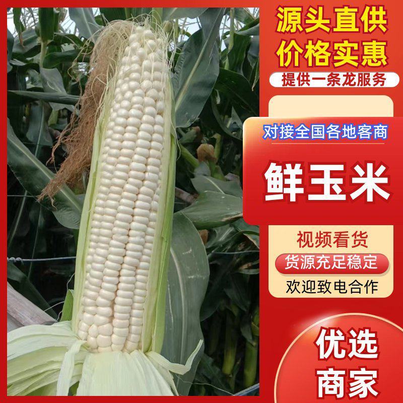 鲜糯玉米面积超大，品种好，质量高。上货快服务周到。