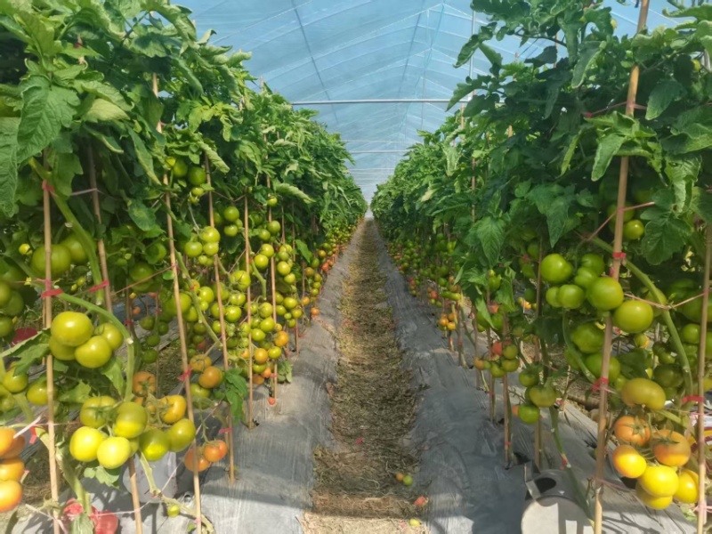 精品番茄嘉红源头种植基地