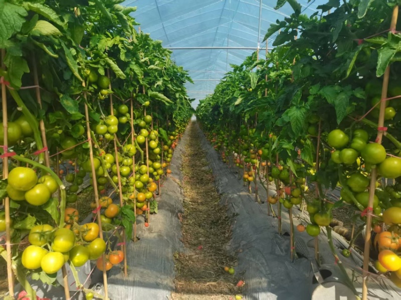 精品番茄嘉红源头种植基地