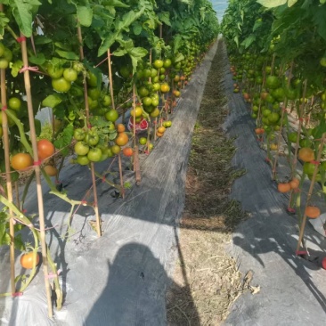 精品番茄嘉红源头种植基地