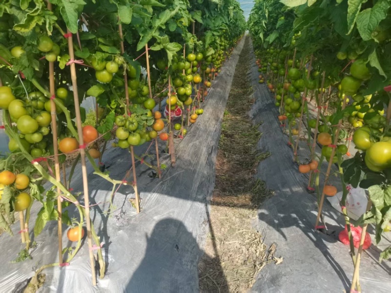 精品番茄嘉红源头种植基地