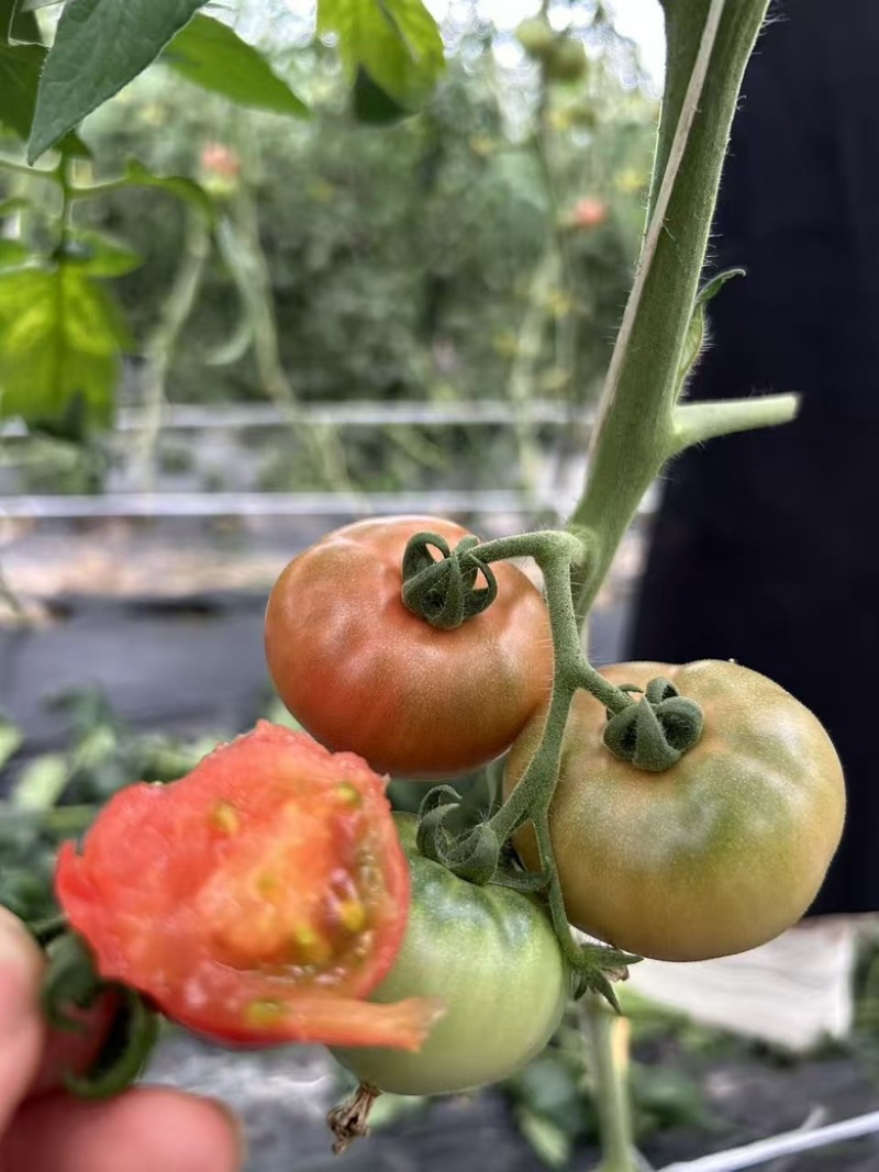 精品番茄嘉红源头种植基地