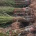 黄金桃金凤黄桃苗嫁接桃苗基地果树苗脆甜桃苗