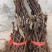 蜜光葡萄苗基地发货扦插苗嫁接苗保证对版苗