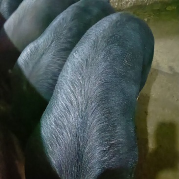 活猪