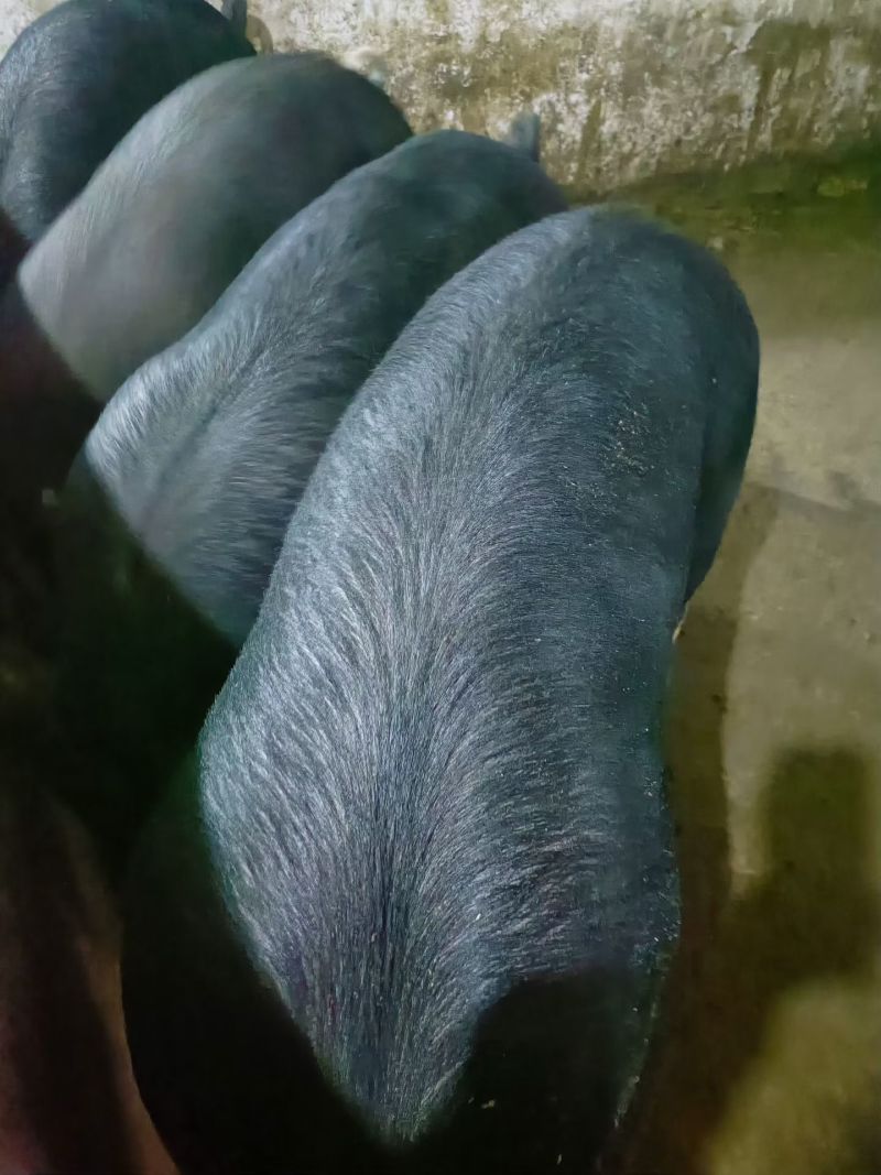 活猪