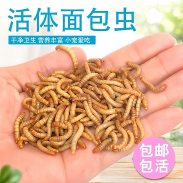 黄粉虫