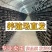 黄粉虫