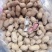 义天晟花育9616中间型花生种子高产大花生新种发货