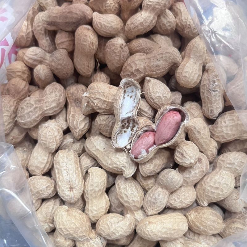 义天晟花育9616中间型花生种子高产大花生新种发货