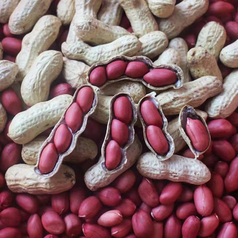 扶余四粒红花生种子大田用种多粒型花生种籽食用鲜食红粒花生